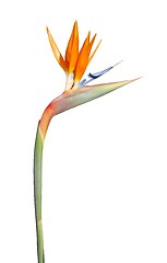 Image showing Beautiful strelitzia flower (isolated over white)