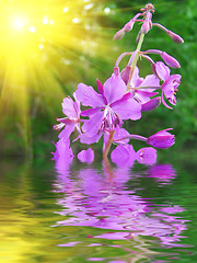 Image showing Lilac flower