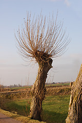 Image showing A willow tree