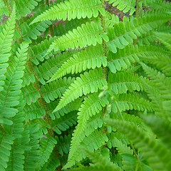 Image showing Fern leaves