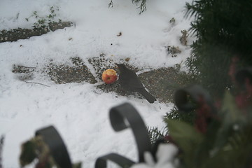 Image showing Black bird  eating apple