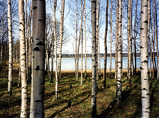 Image showing Birch trees