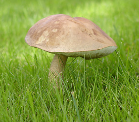 Image showing Mushroom