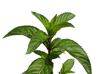 Image showing Peppermint isolated