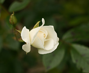 Image showing Rose variety Iceberg