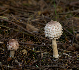 Image showing Shaggy Parasol toadstools