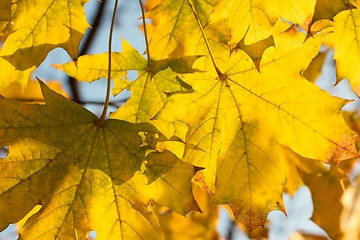 Image showing Leaves