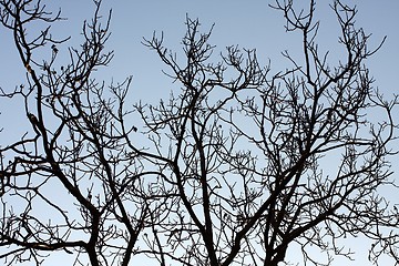 Image showing Branches