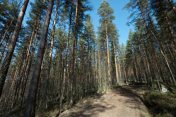 Image showing Forest