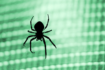 Image showing Spider