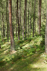 Image showing Forest