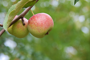 Image showing Apples