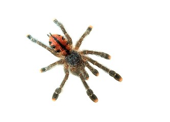 Image showing Spider