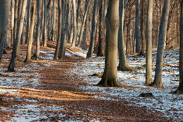 Image showing Forest