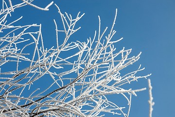 Image showing Winter branches