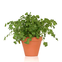 Image showing Coriander Herb Plant