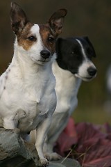 Image showing Jack Russel terriers