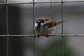 Image showing Sparrow