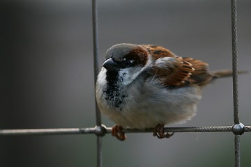 Image showing Sparrow