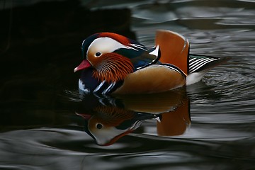 Image showing Paradise duck