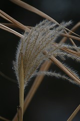 Image showing Dead straw