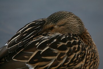 Image showing Resting duck