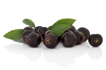 Image showing Sloe Berries