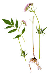 Image showing Valerian Leaf, Root and Flower