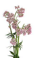 Image showing Valerian Herb in Flower