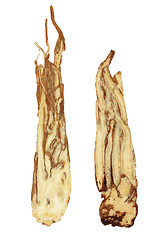 Image showing Angelica Herb Root