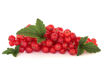 Image showing Redcurrants