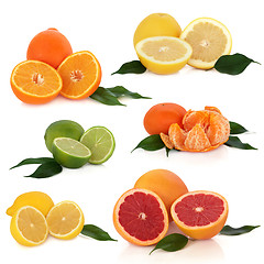 Image showing Citrus Fruit Collection