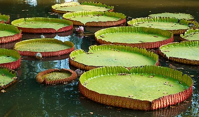 Image showing Giant lilies leafs in the pond.