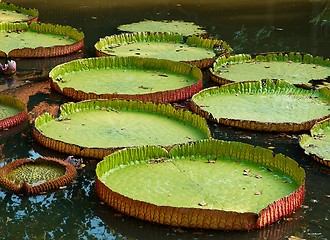 Image showing Giant lilies leafs in the pond.