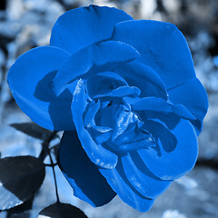 Image showing abstract scene with blue rose