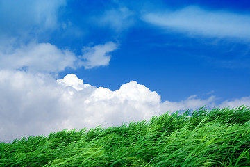 Image showing green herb under blue sky