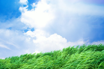 Image showing green herb under blue sky