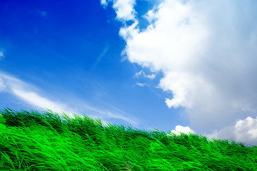 Image showing green herb under blue sky