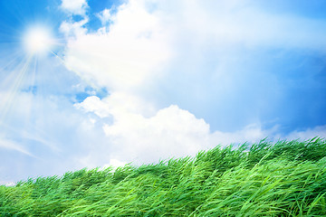 Image showing green herb under blue sky