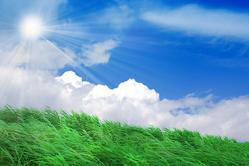 Image showing green herb under blue sky