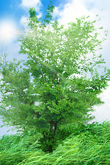 Image showing green herb under blue sky