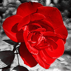 Image showing rose