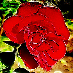 Image showing rose