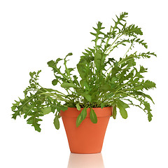 Image showing Rocket Herb Plant