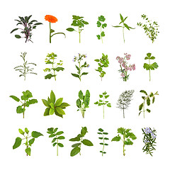 Image showing Herb Flower and Leaf Collection