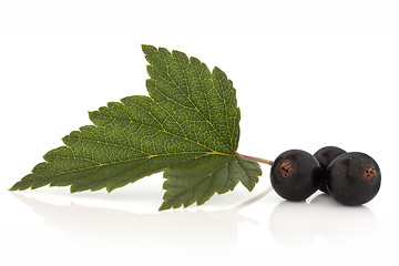 Image showing Blackcurrants