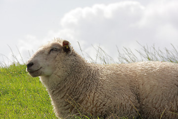 Image showing sheep on pasture