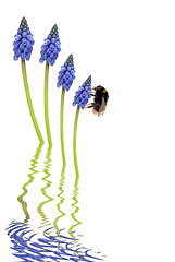 Image showing Bee and Grape Hyacinth Flowers