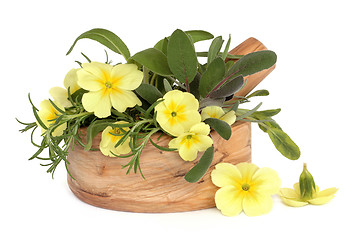 Image showing Primrose Flowers and Herbs