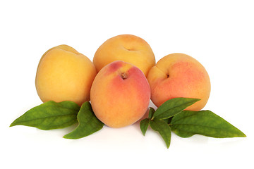 Image showing Apricot Fruit